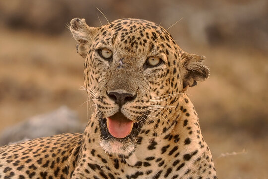 Asian leopard (Panthera pardus) male resting, portrait, Kumana, Sri Lanka. 