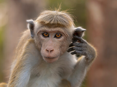 Dry zone toque macaque (Macaca sinica sinica) scratching its ear, portrait, Pollanoruwa, Sri Lanka. Endangered. 