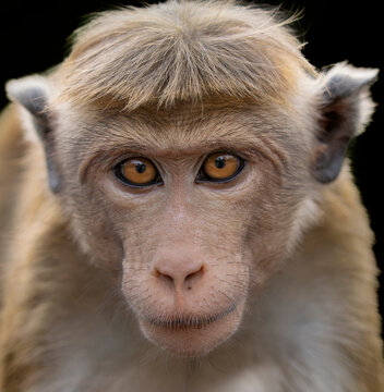 Dry zone toque macaque (Macaca sinica sinica) head portrait, Pollanoruwa, Sri Lanka. Endangered. 