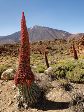 Mount Teide bugloss (Echium wildpretii) flowering in Las Canadas caldera below Mount Teide, Teide National Park, Tenerife, Canary Islands. May. 