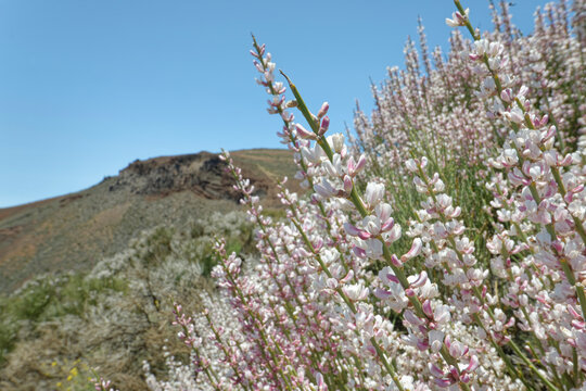 Teide white broom (Spartocytisus supranubius) flowering on a volcanic slope, Teide National Park, Tenerife, Canary Islands. May. 