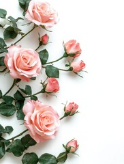 Pink Roses on Display: Delicate pink roses cascade gracefully, a botanical display of beauty and charm. capturing the timeless elegance of these beloved blooms.