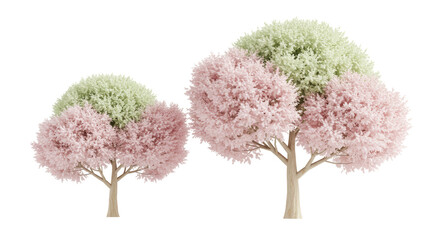 Fototapeta premium Isolated flowering tree