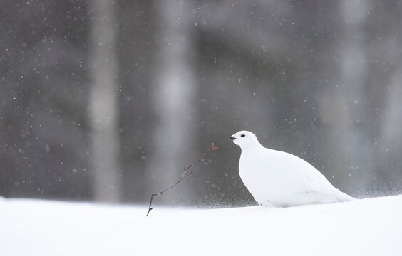 Willow grouse (Lagopus lagopus) in a snow blizzard, Finland. March. 