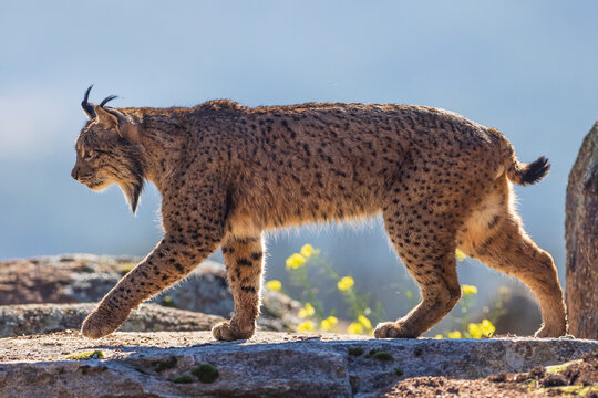 Iberian lynx (Lynx pardinus) male, walking on mountain top, Sierra de Andujar, Jaen province, Spain. February. 