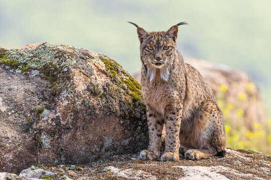 Iberian lynx (Lynx pardinus) male, sitting on rocks, Sierra de Andujar, Jaen province, Spain. February. 