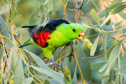 Red-winged parrot (Aprosmictus erythropterus) male feeding on Clubleaf wattle (Acacia hemignosta) seed pods, Adelaide River Hills, Northern Territory, Australia. 