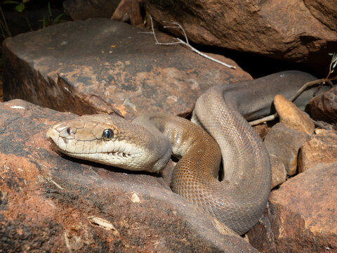 Olive python (Liasis olivaceus) likely a female owing to large size, laying in wait for passing prey in a dry creek bed, Adelaide River Hills, Northern Territory, Australia. 