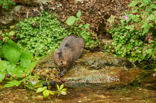Water vole (Arvicola amphibius) feeding on Blackberries (Rubus sp.) at water's edge, Kent, England, UK. July. 
