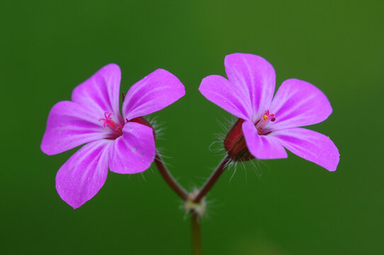 Herb-Robert (Geranium robertianum) flowers, close up, Dorset, England, UK. April. Studio shot. 