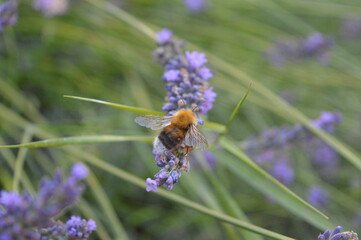 bumblebee on lavender