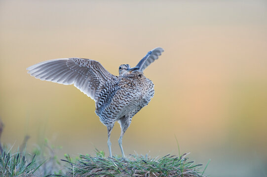 Great snipe (Gallinago media) stretching its wings, Roros, Norway. June. 