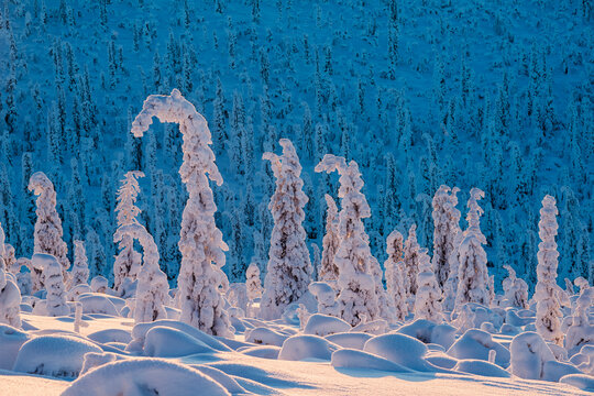 Snow and frost-covered Norway spruce (Picea abies) forest, Sor-Stubba, Muddus National Park, Laponia, Lapland, Sweden. February, 2013. 