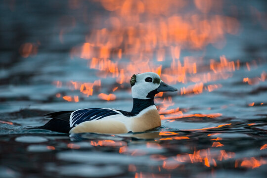 Steller&acute;s eider (Polysticta stelleri) male, on water at sunrise, Batsfjord, Finnmark. Norway. March. 