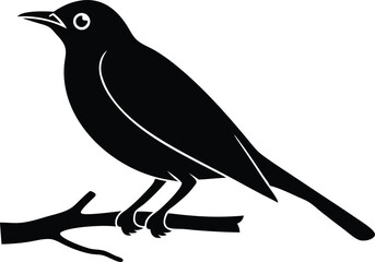 Beautiful Sapphire Cotinga bird sitting forward on the branch silhouette black color vector illustration