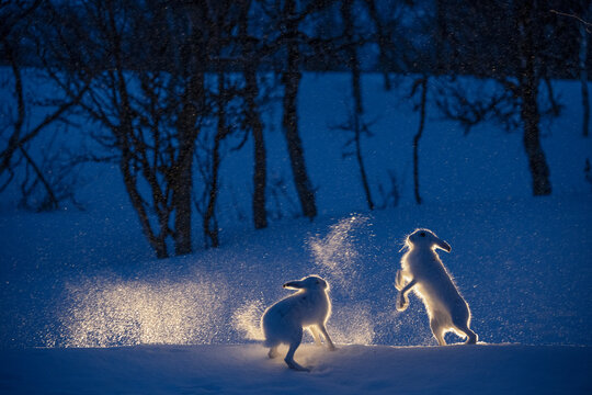 Two Mountain hares (Lepus timidus) fighting in snow at night, Vauldalen, Norway. May. 
