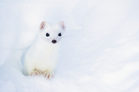 Stoat (Mustela erminea) on snow, portrait, Vauldalen, Norway. March. 
