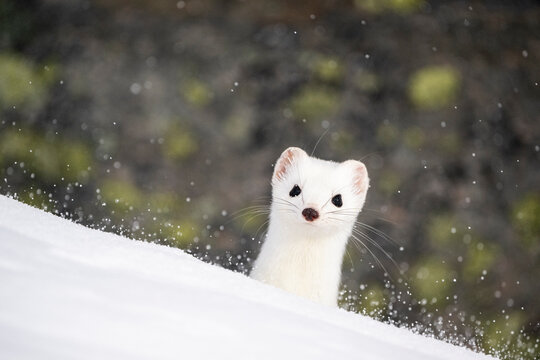 Stoat (Mustela erminea) peering over a snow drift, Vauldalen, Norway. March. 