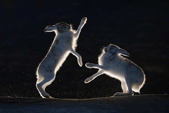 Two Mountain hares (Lepus timidus) fighting at night, Vauldalen, Norway. May. 