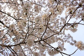 桜さくらCherry春