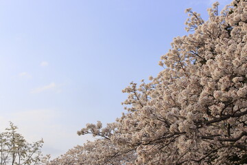 桜さくらCherry春