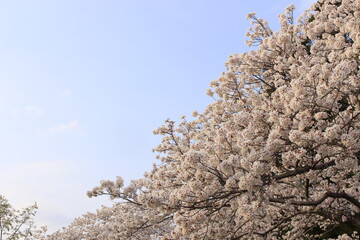 桜さくらCherry春