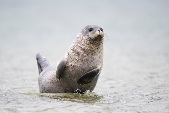 Harbour seal (Phoca vitulina) resting on the shore, Svalbard, Norway. August. 