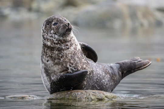 Harbour seal (Phoca vitulina) resting on the shore, Svalbard, Norway. August. 
