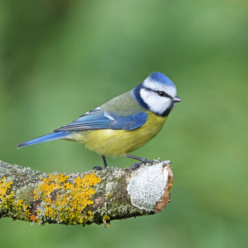 Eurasian blue tit (Cyanistes caeruleus) perched on lichen-covered branch in winter, Denmark. January. 