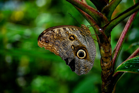 Pale owl-butterfly (Caligo telamonius) resting on plant stem in a butterfly sanctuary, Guanacaste, Costa Rica. 