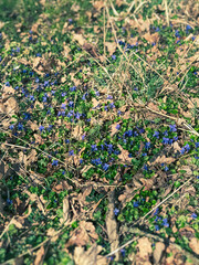 Wild violets bloom blue on the forest floor on a sunny day in spring