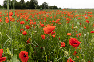 A meadow with many poppy blossoms (papaver)