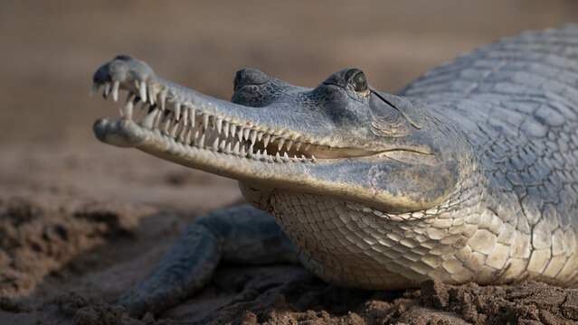 Gharial (Gavialis gangeticus) with teeth visible, resting on sandy riverbank, Chambal river, Dholpur, Rajastahn, India. 