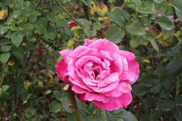 pink roses in garden