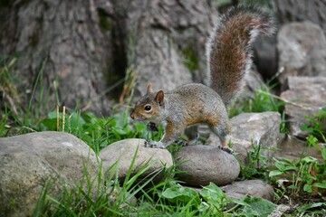 Obraz premium Squirrel on rocks in a natural setting