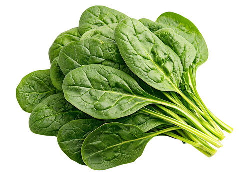 A bunch of fresh green spinach leaves with detailed veins, isolated on a transparent background, PNG file.