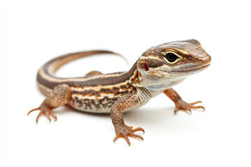 Obraz premium a lizard with a striped body and a black head