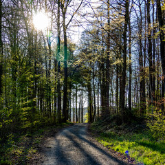 Licht und Schatten auf einem Waldweg am Abend
