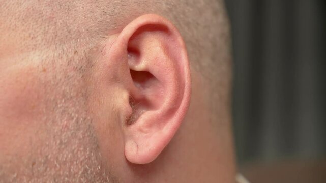 Close up Hair ear of middle aged bald man. Adult bald man with hairy ear. Bald man in middle years with noticeable hair on ear