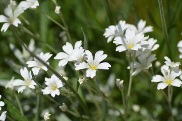 white flowers in a field