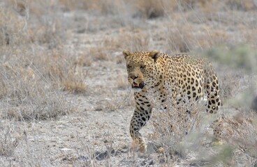 Leopard in wild savannah - Animal of africa
