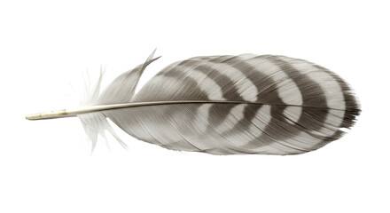 Isolated Feather Bird