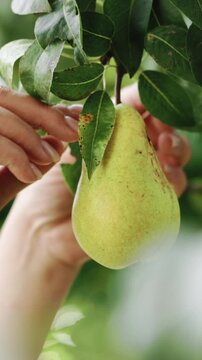 Vertical Video of Female harvest ripe fruits, pears in green garden with trees. Woman picks pear fruit. Female hand picks ripe pear. Crop fruit, Harvesting pears in summer garden. Eco, farm products