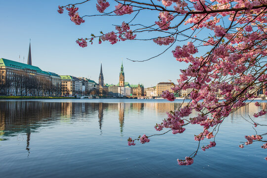 Kirschbl&uuml;te an der Alster mit rosa Zierkirsche und Blick auf die Hamburger City