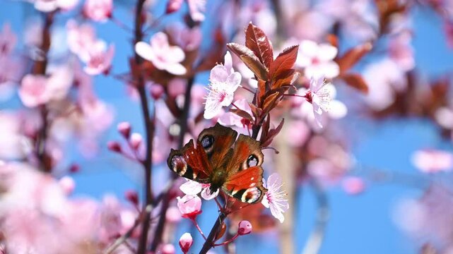 Beautiful butterfly pollinates pink flowers. Aglais io, the European peacock, the peacock butterfly. Spring nature background.