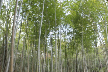 竹林Bamboo forest