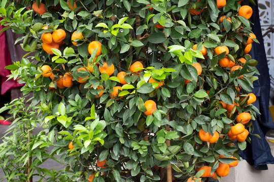 Orange fruits chinese on branch of tree in pot in front of house