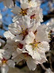 Almond blossoms in a garden in Madrid
