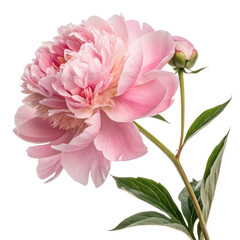 Fototapeta premium beautiful pink peony flower with lush petals and green leaves, symbolizing elegance and grace