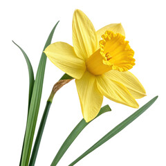 vibrant yellow daffodil flower with green leaves, symbolizing spring and renewal